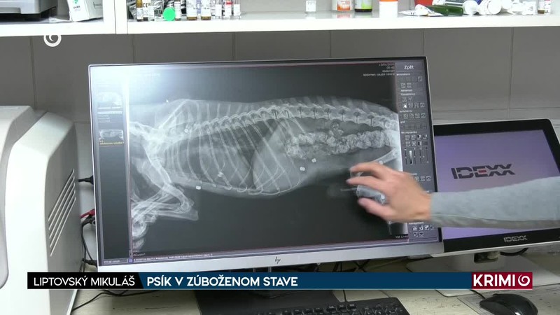 PSÍK V ZÚBOŽENOM STAVE