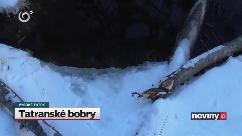 Tatranské bobry