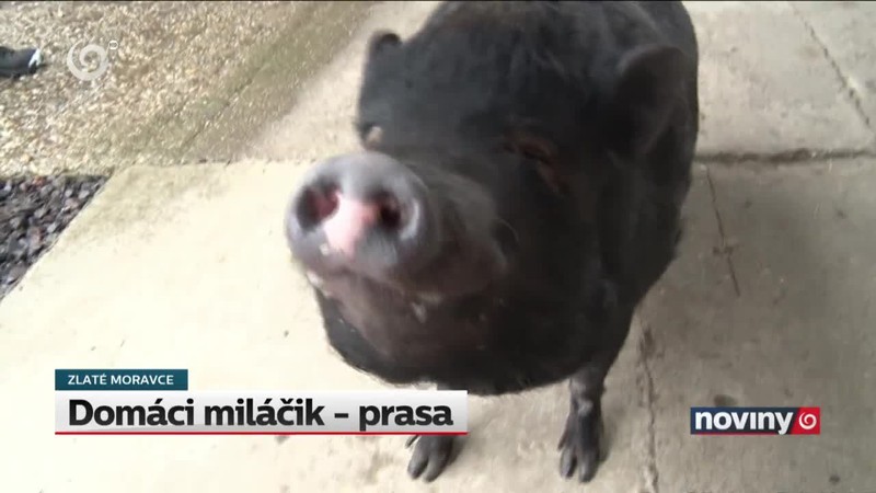 Domáci miláčik - prasa