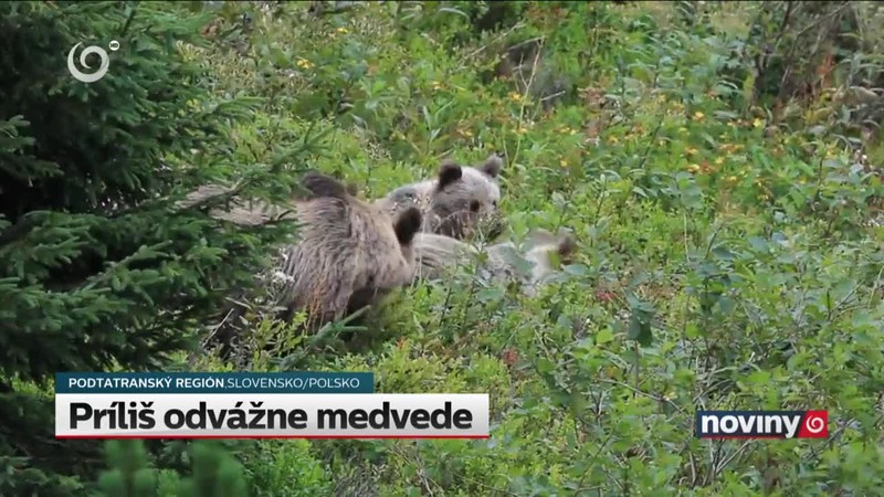 Príliš odvážne medvede