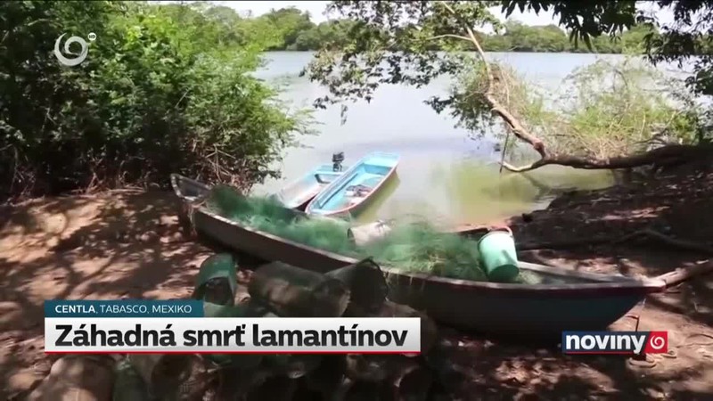 Záhadná smrť lamantínov