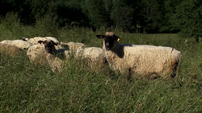 Na družstve zmizlo takmer 300 oviec. Majiteľ obviňuje pastiera
