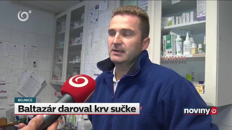 Baltazár daroval krv sučke
