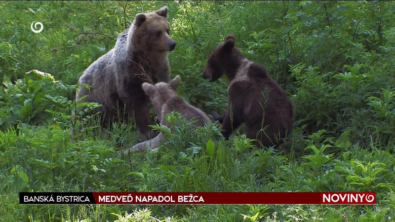 MEDVEĎ NAPADOL BEŽCA