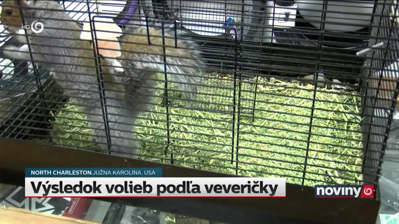 Výsledok volieb podľa veveričky
