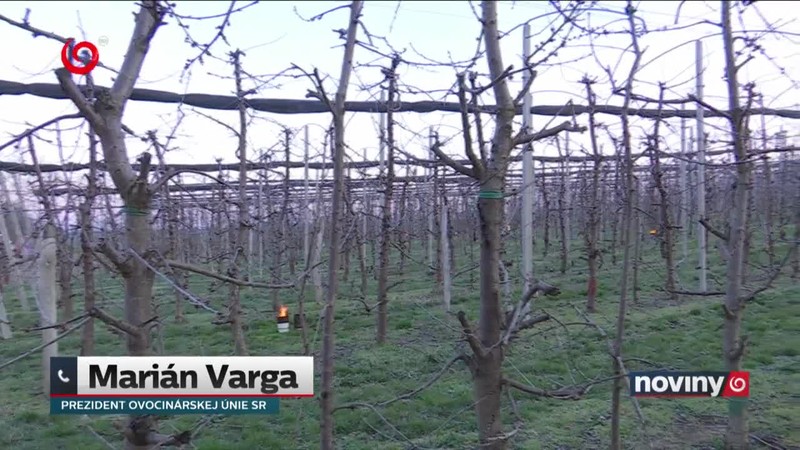 Mráz spôsobil škody ovocinárom