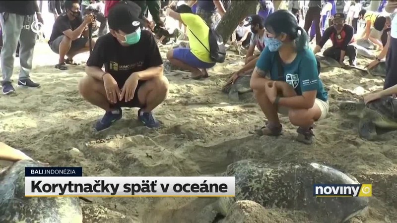 Korytnačky späť v oceáne