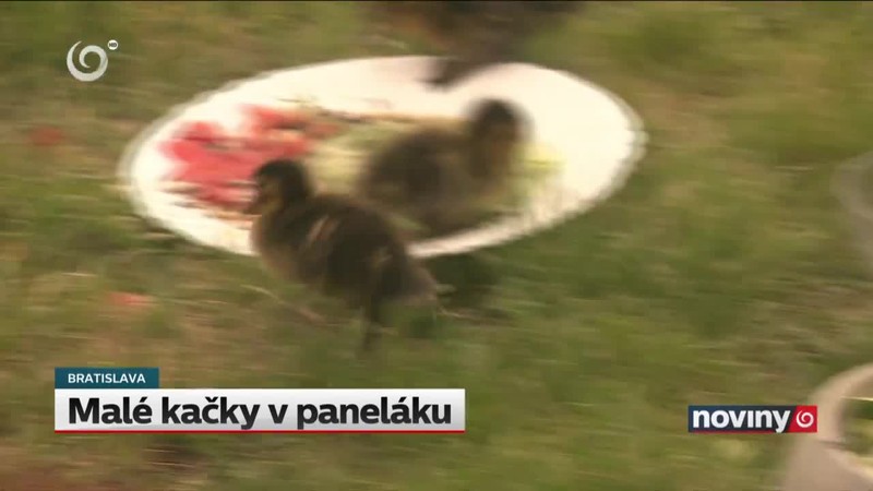 Malé kačky v paneláku