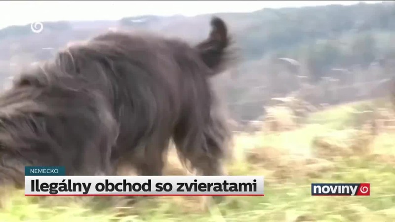 Ilegálny obchod so zvieratami
