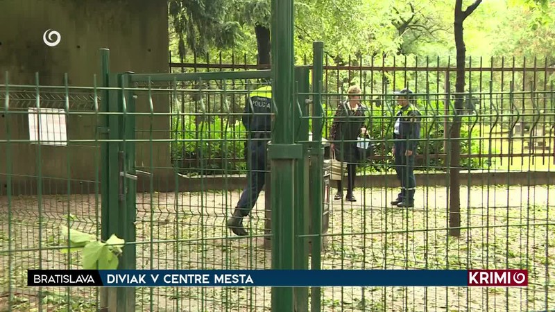 DIVIAK V CENTRE MESTA