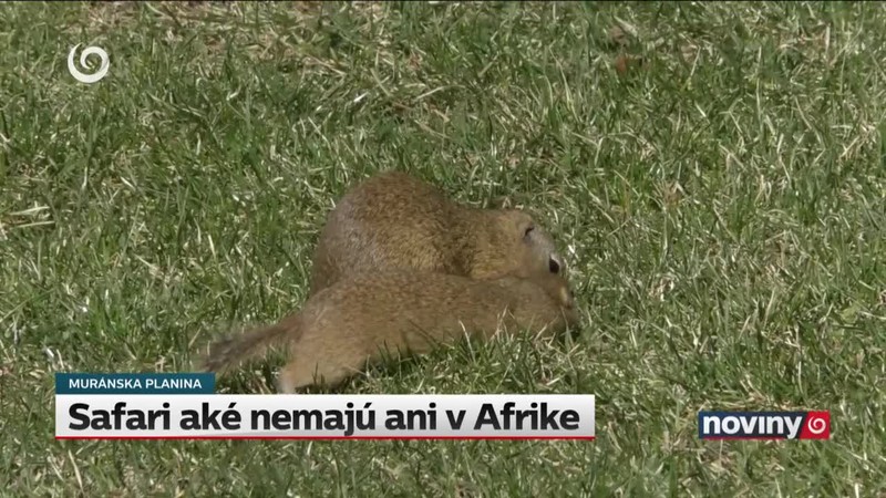 Safari aké nemajú ani v Afrike