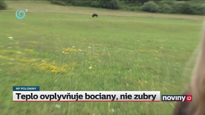 Teplo ovplyvňuje bociany, nie zubry