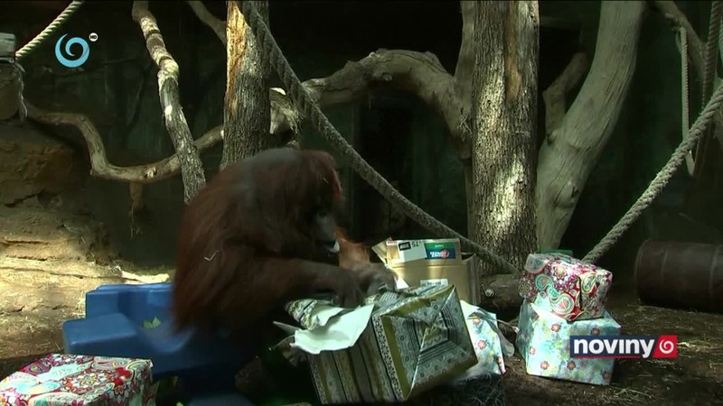 Orangutanka oslavuje