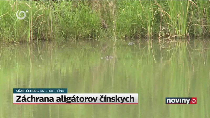 Záchrana aligátorov čínskych