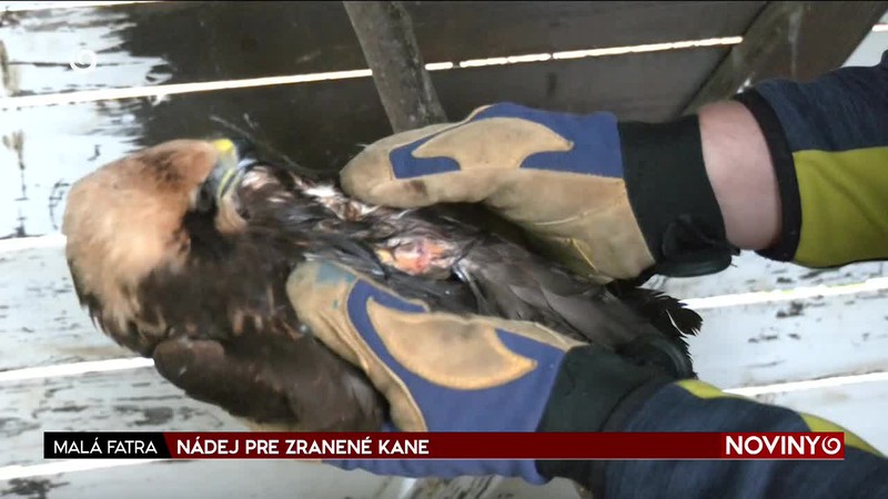 NÁDEJ PRE ZRANENÉ KANE