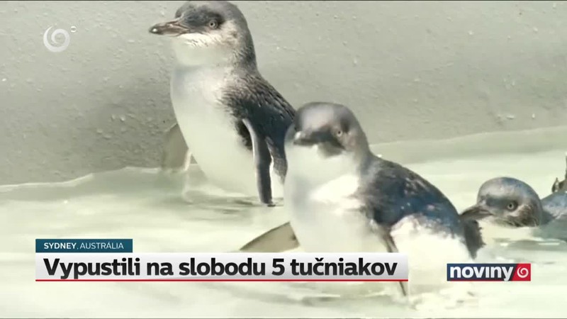 Vypustili na slobodu 5 tučniakov