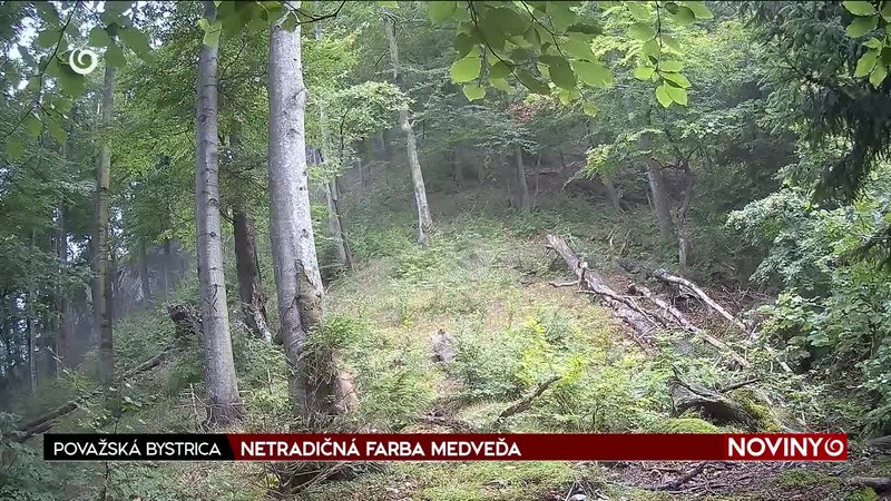 NETRADIČNÁ FARBA MEDVEĎA