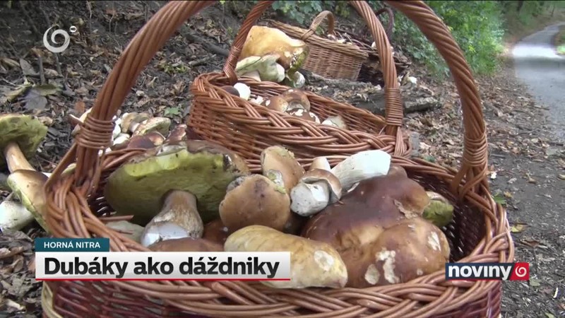Dubáky ako dáždniky