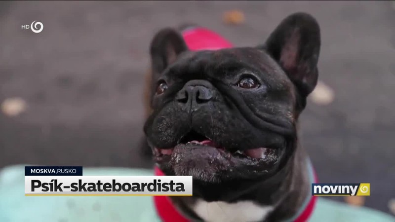 Psík-skateboardista