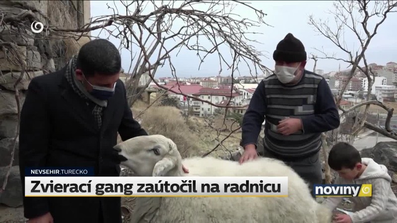 Zvierací gang zaútočil na radnicu