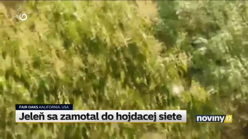 Jeleň sa zamotal do hojdacej siete