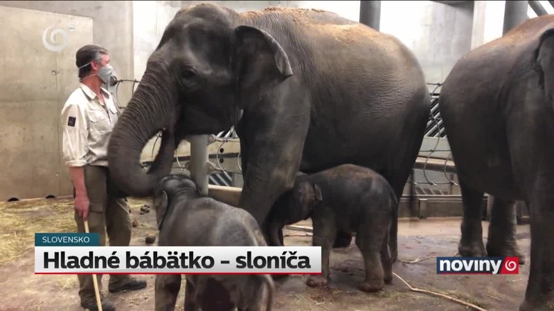 Hladné bábätko - sloníča