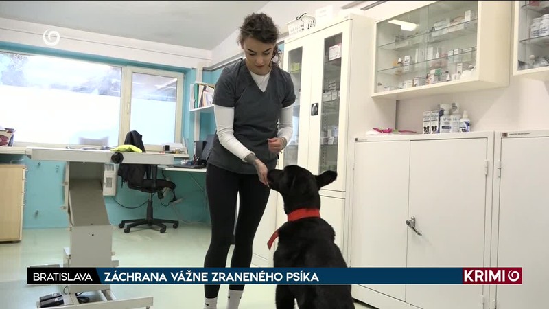 ZÁCHRANA VÁŽNE ZRANENÉHO PSÍKA