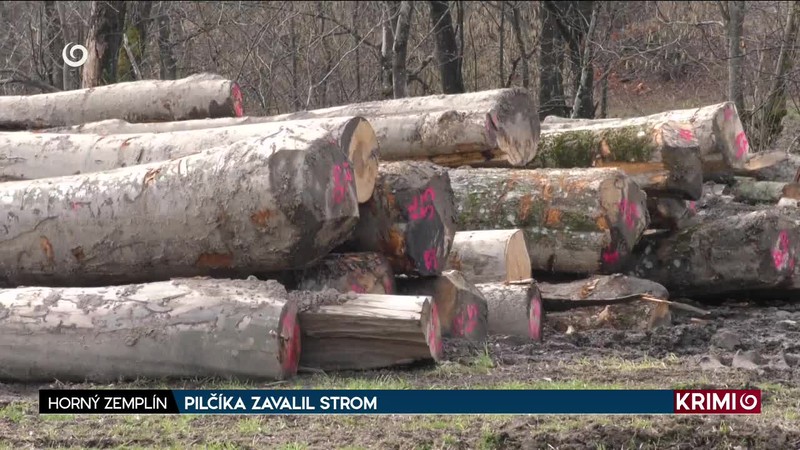 PILČÍKA ZAVALIL STROM