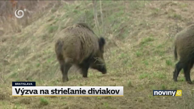 Výzva na strieľanie diviakov