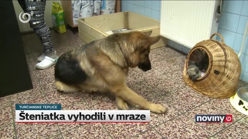 Šteniatka vyhodili v mraze