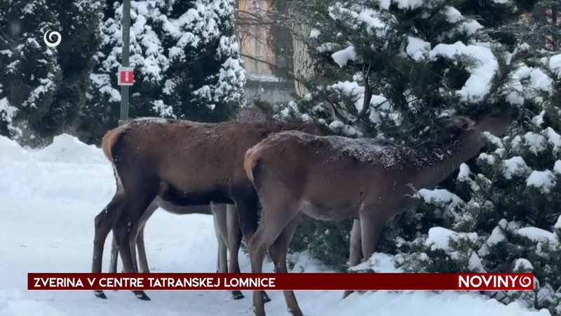 ZVERINA V CENTRE TATRANSKEJ LOMNICE