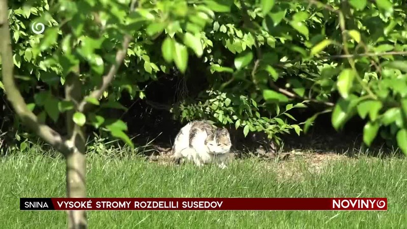 VYSOKÉ STROMY ROZDELILI SUSEDOV