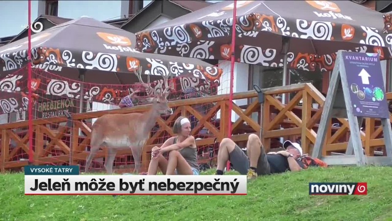 Jeleň môže byť nebezpečný