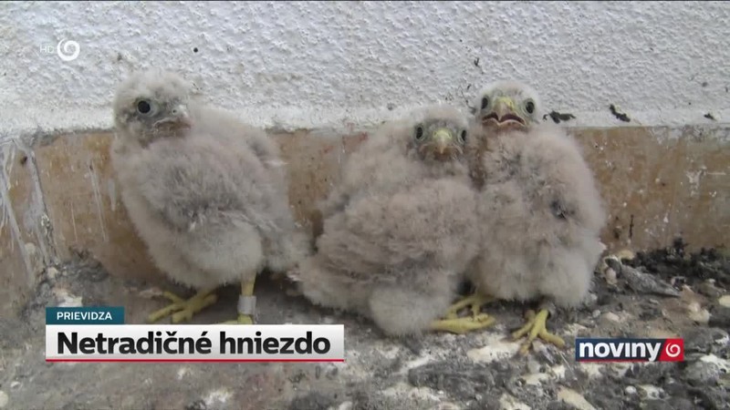 Netradičné hniezdo