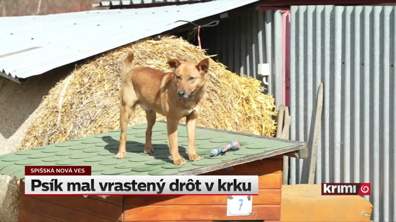 Psík mal vrastený drôt v krku