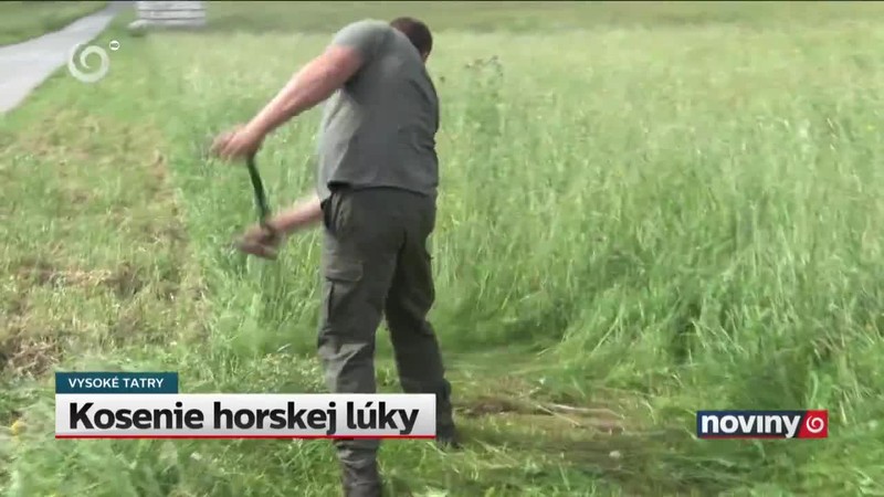Kosenie horskej lúky