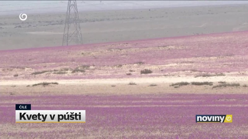 Kvety v púšti