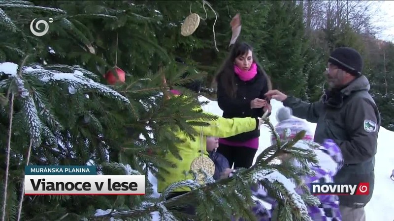 Vianoce v lese