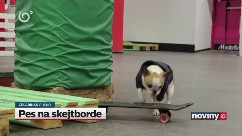 Pes na skejtborde