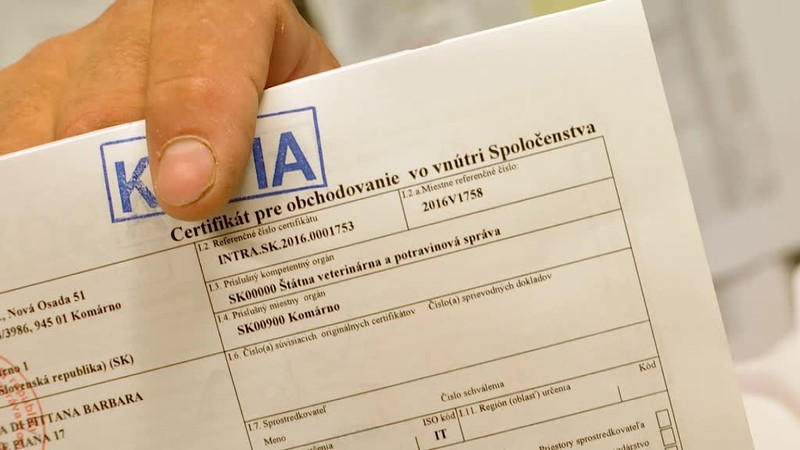 Desať šteniat čivavy chcela predať vo Francúzsku. Všetky uhynuli