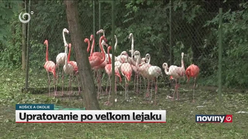 Upratovanie po veľkom lejaku