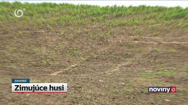 Zimujúce husi