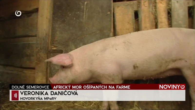 AFRICKÝ MOR OŠÍPANÝCH NA FARME