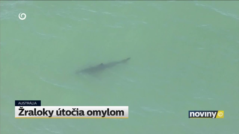 Žraloky útočia omylom