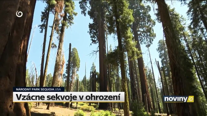 Vzácne sekvoje v ohrození