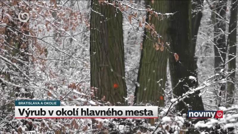 Výrub v okolí hlavného mesta