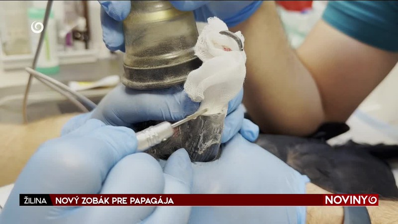 NOVÝ ZOBÁK PRE PAPAGÁJA