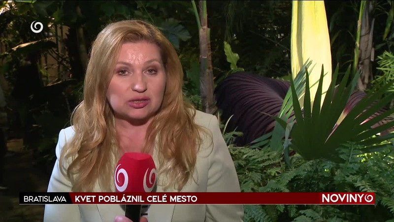 KVET POBLÁZNIL CELÉ MESTO
