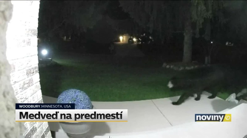 Medveď na predmestí