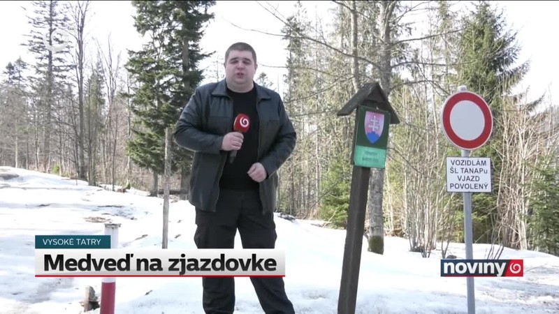 Medveď na zjazdovke